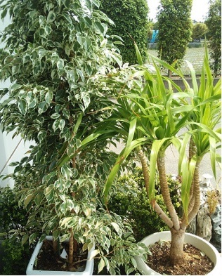 �V�΂̋G�߂ł�