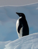 ���ЎЈ����Љ��܂����I